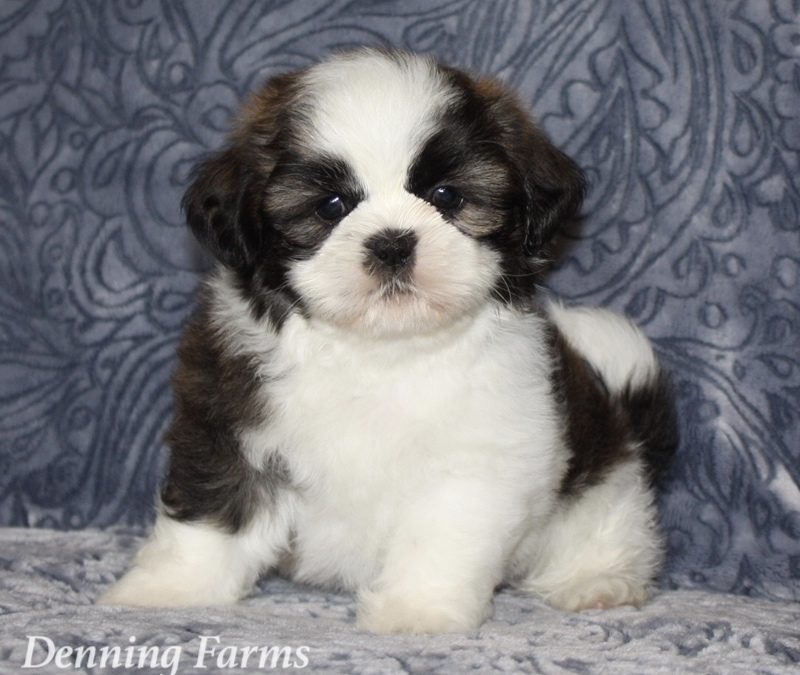 denning farms puppies