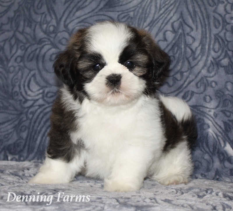teddy bear puppies for sale