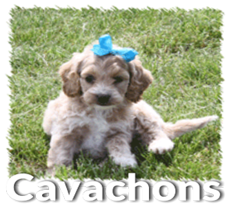 denning farms puppies