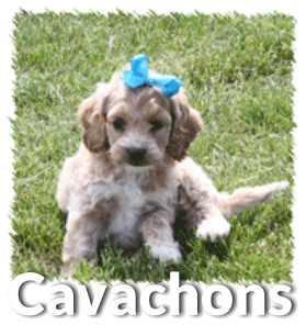 black cavachon for sale