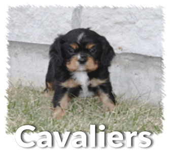 denning farms puppies