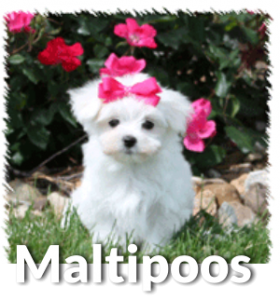 bichon maltipoo