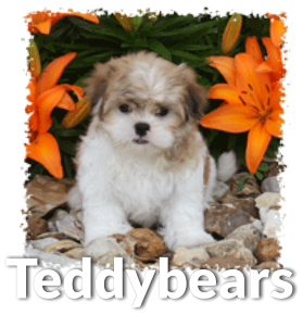 a teddy bear puppy