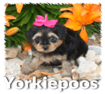 yorkie poo dogs for sale