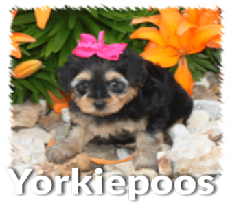 Yorkiepoo Puppies for Sale