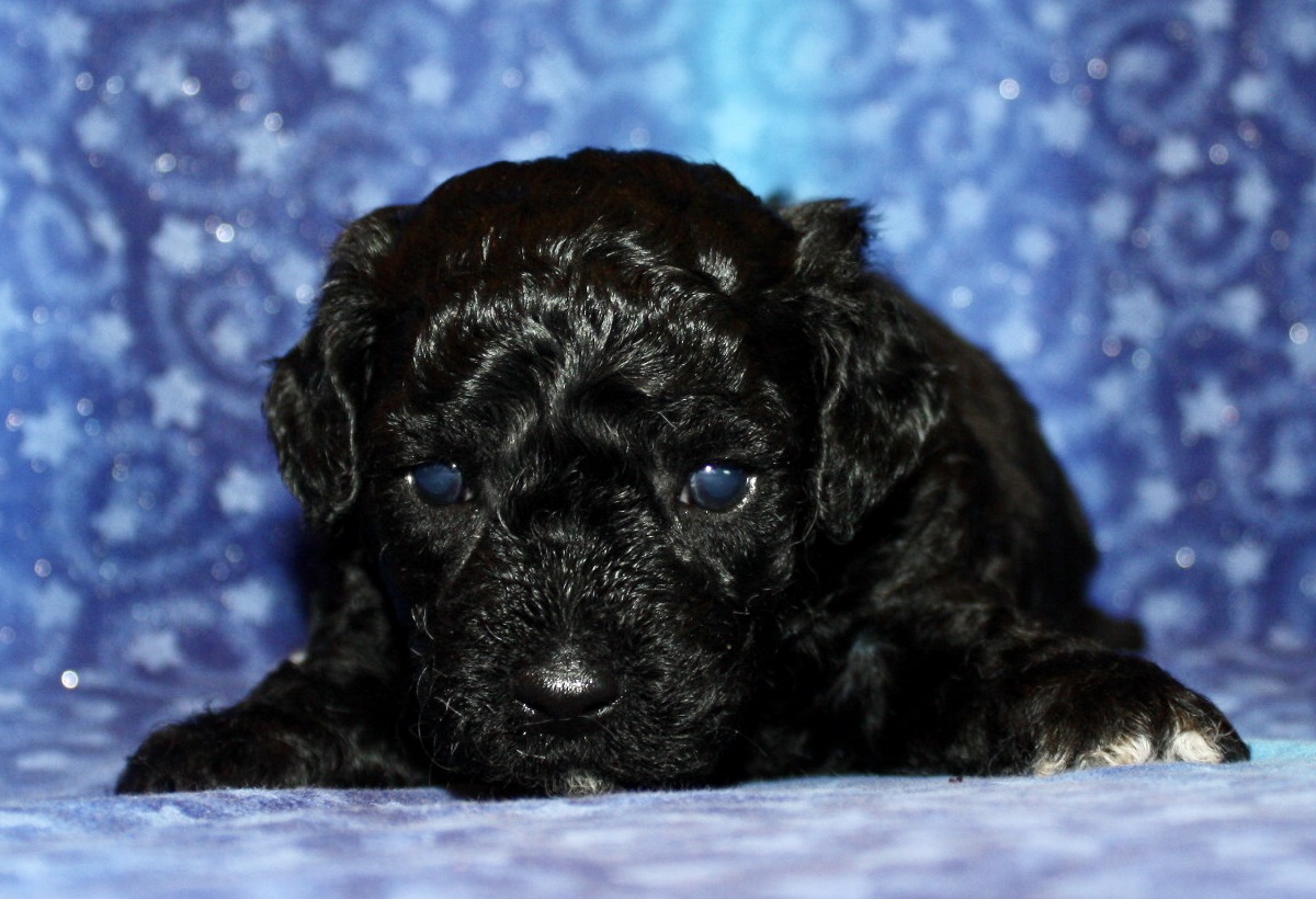Maltipoo Puppies for Sale Denning Farms Maltipoo Breeder Iowa