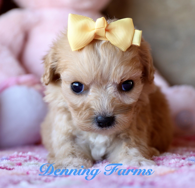 Cavachon for sale near me