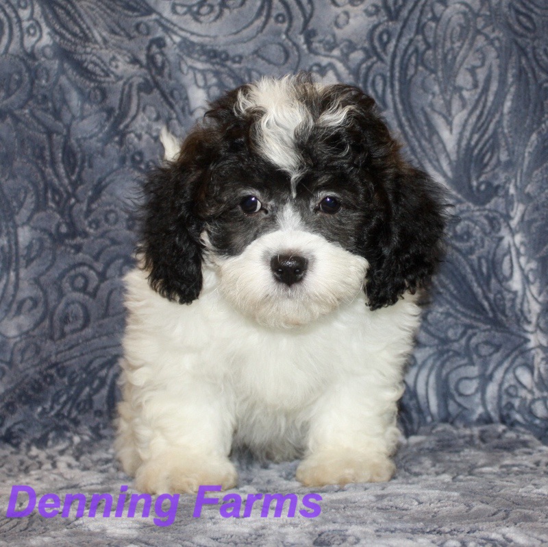 Teddy Bear Puppies For Sale In Iowa Cheap / Timbercreek Puppies Puppy