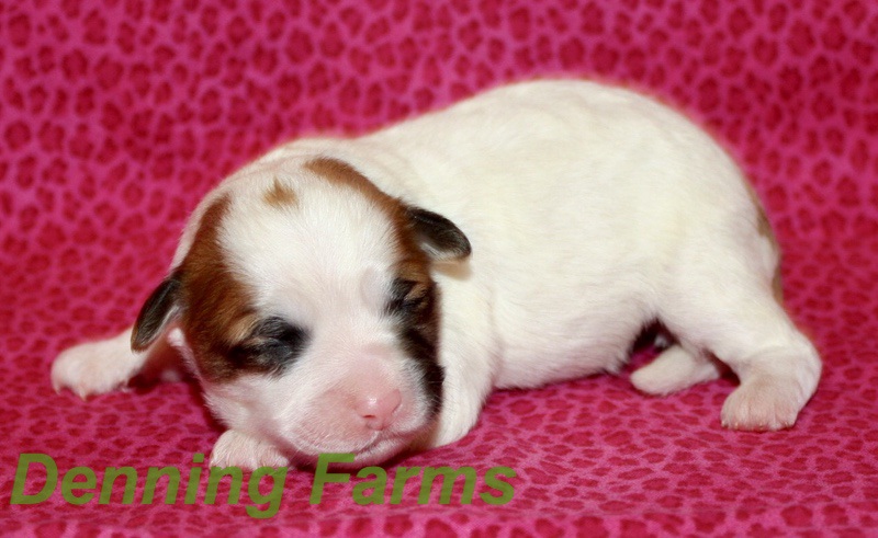 comfort teddy for puppy