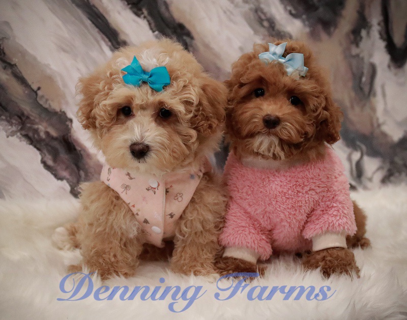 Maltipoo Puppies for Sale
