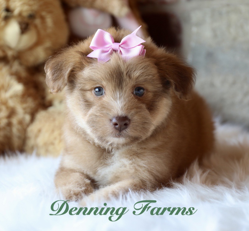 Pomapoo For Sale Pomapoo Puppies for Sale | Denning Farms Pomapoo Breeder | Iowa